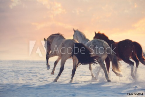 Bild på Three horses ran on snow to sanset Buckskin white and red horses galloping
